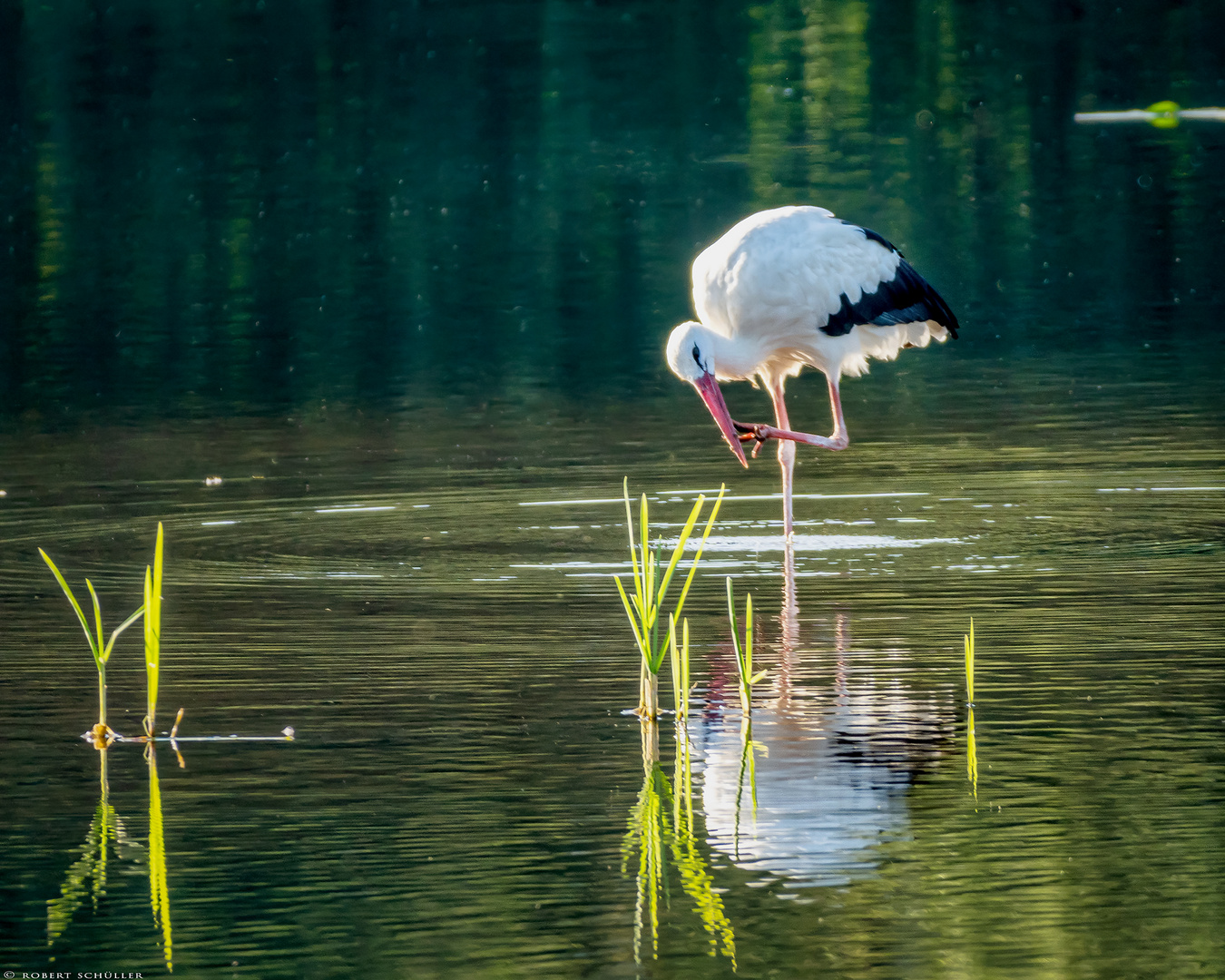 Hitze: Auch ein Storch braucht Kühlung.