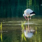 Hitze: Auch ein Storch braucht Kühlung.