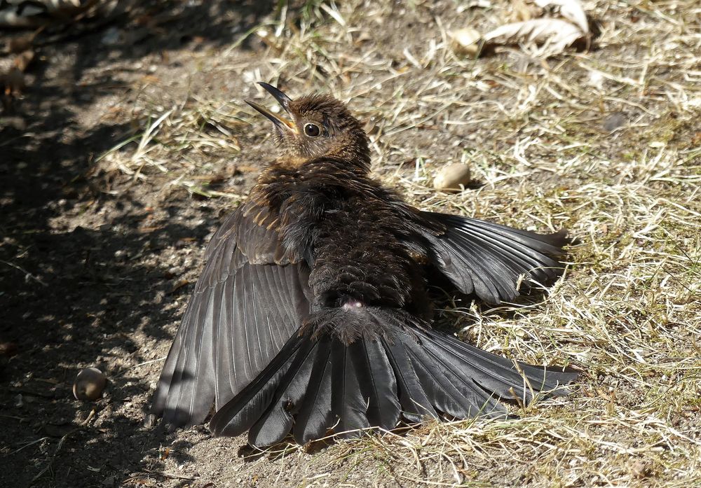 Hitze geplagte Amsel