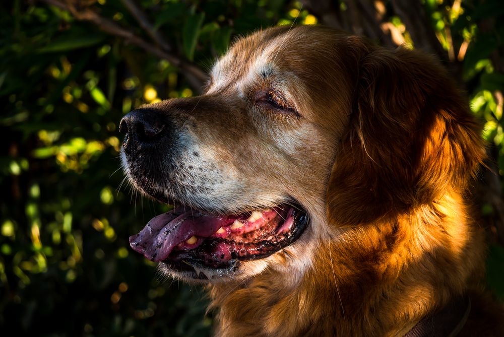 "HITZE - HUND und SCHATTEN"