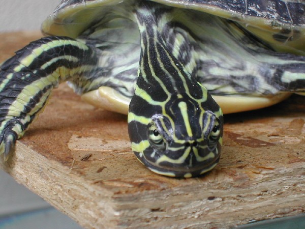 Hitze und Schildkröten