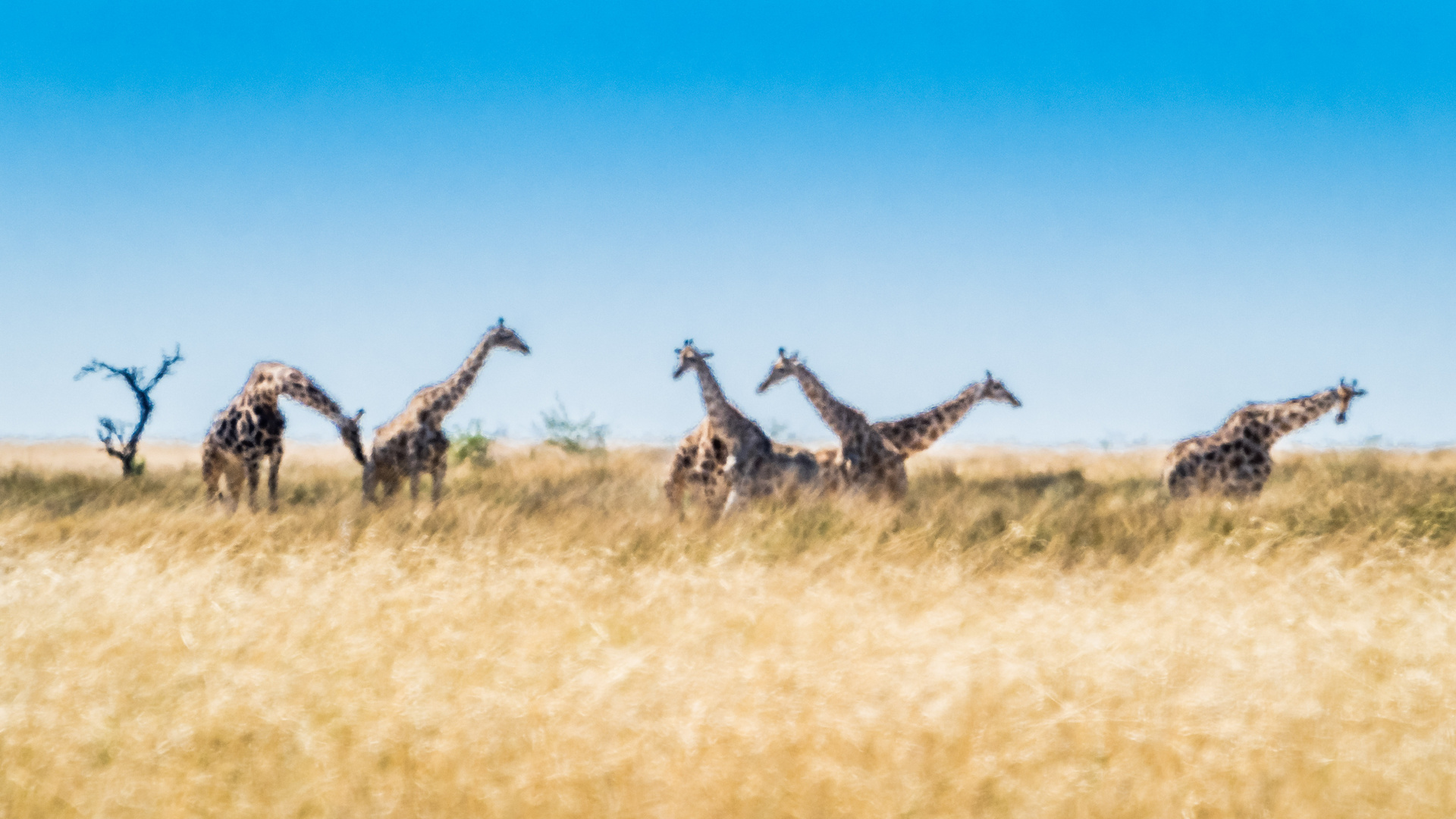 Hitzeflimmern lässt die Giraffen verzerrt oder verschwommen erscheinen