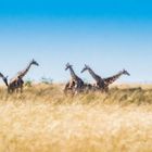 Hitzeflimmern lässt die Giraffen verzerrt oder verschwommen erscheinen