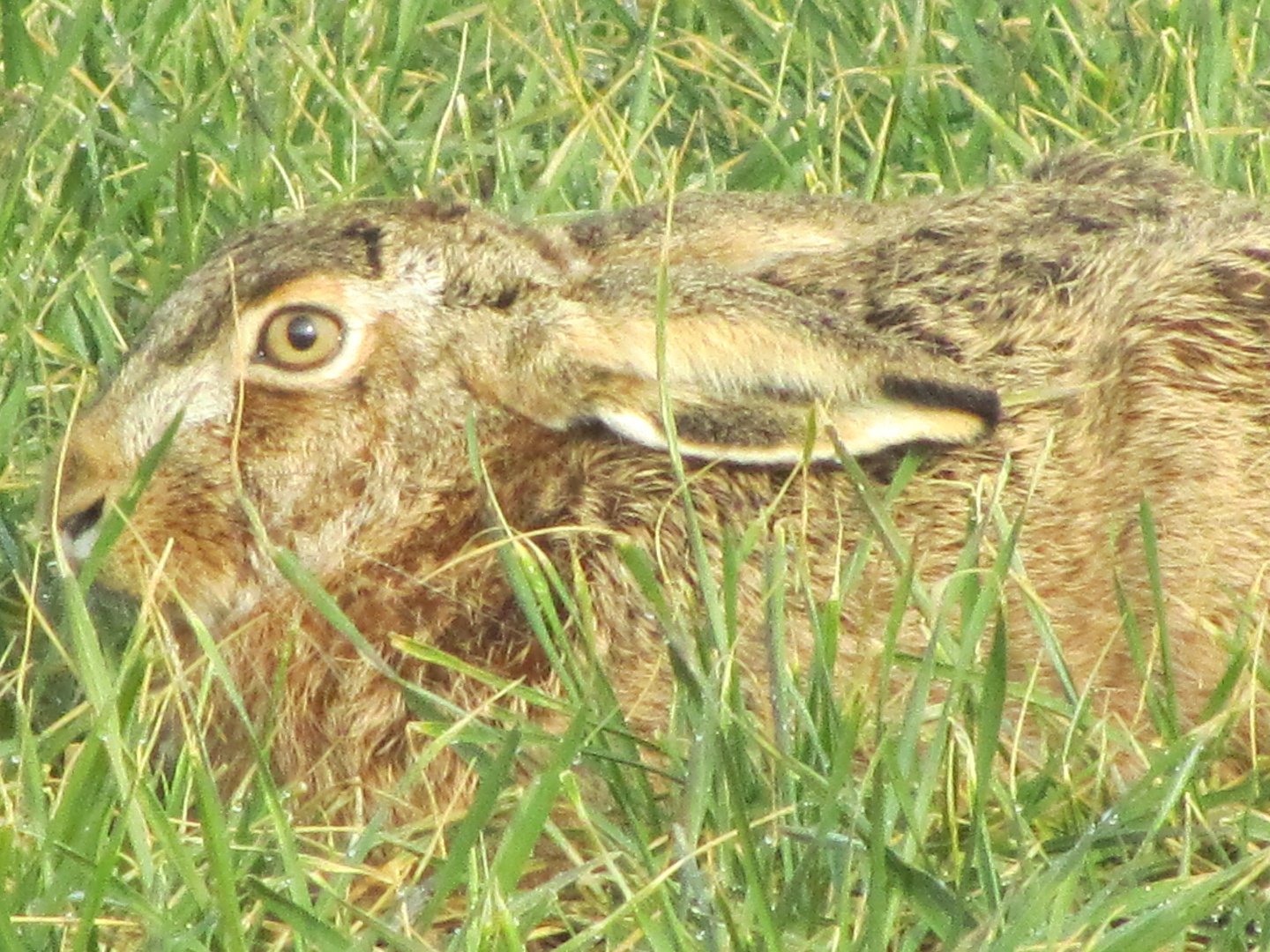 Hitzefrei für Osterhasen? / OSTERN 1