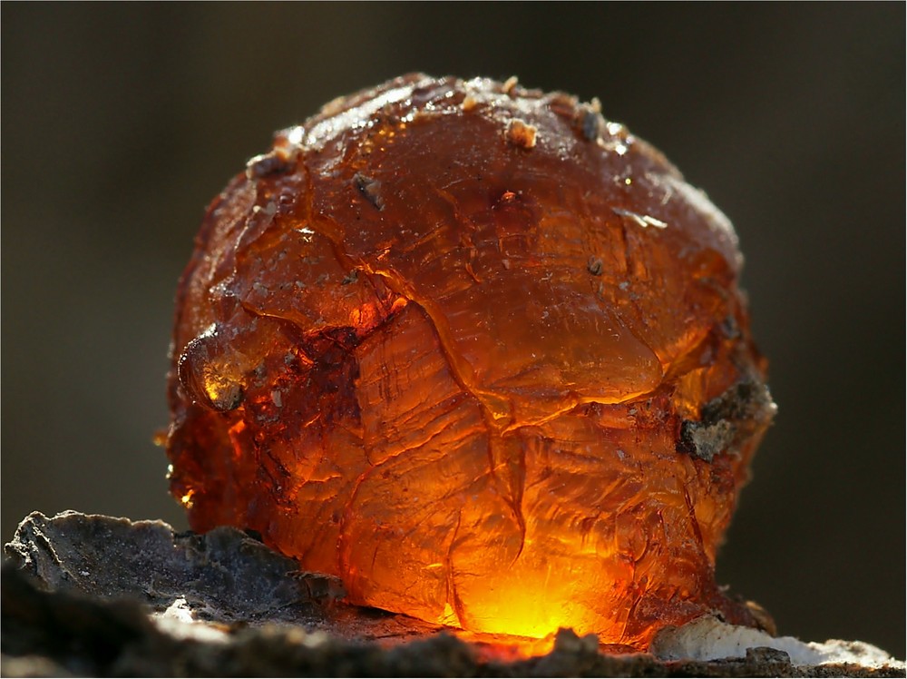 Hitzkopf Foto & Bild europe, malta, baumharztropfen Bilder auf