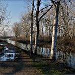 hiver au marécage ....