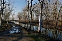 hiver au marécage ....