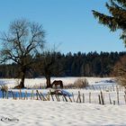 hiver dans le Ht Doubs