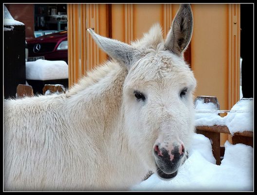 HIVER en ALSACE - 40 - 