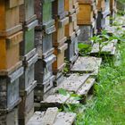 Hives, Allgaeu, Ostrach