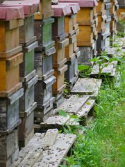 Hives, Allgaeu, Ostrach