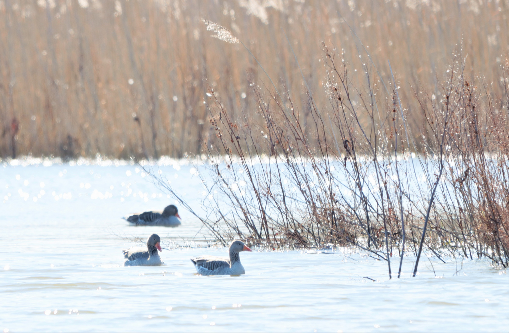 Hjälstaviken Nature reserve /Bålsta