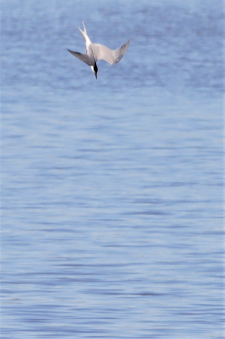 Hjälstaviken Nature reserve /Bålsta