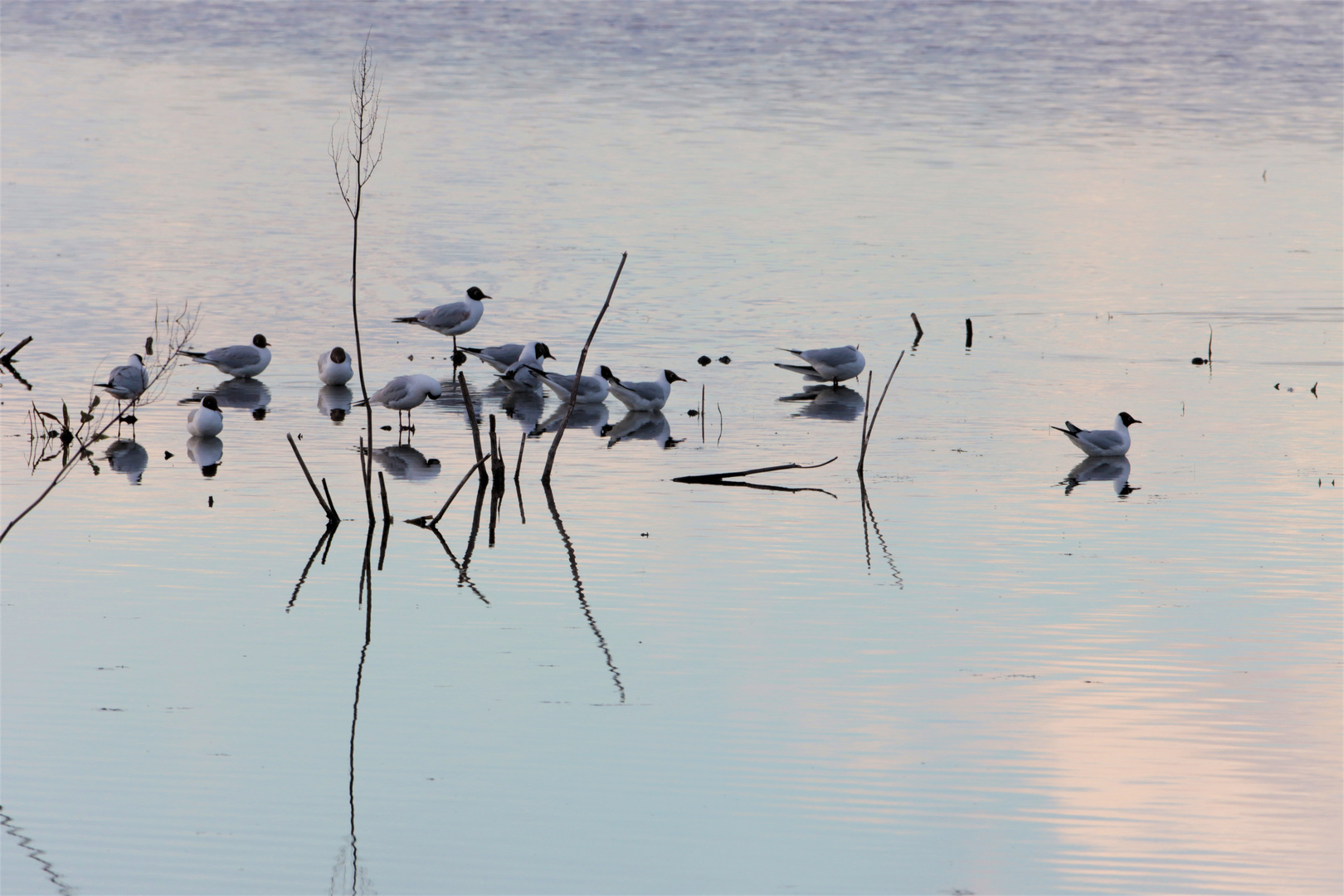 Hjälstaviken Nature reserve /Bålsta