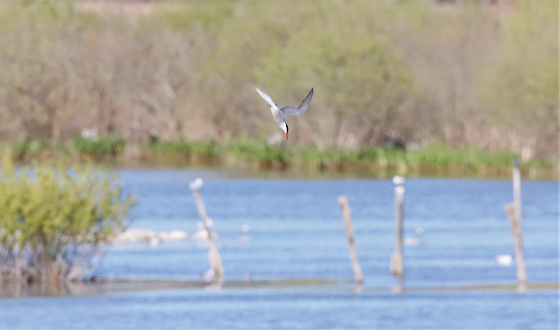 Hjälstaviken Nature reserve /Bålsta