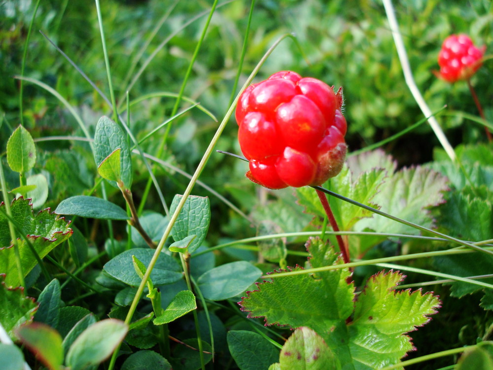 hjotronbär(moltebeeren)