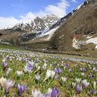 Hl. Geist im Frühling - Ahrntal