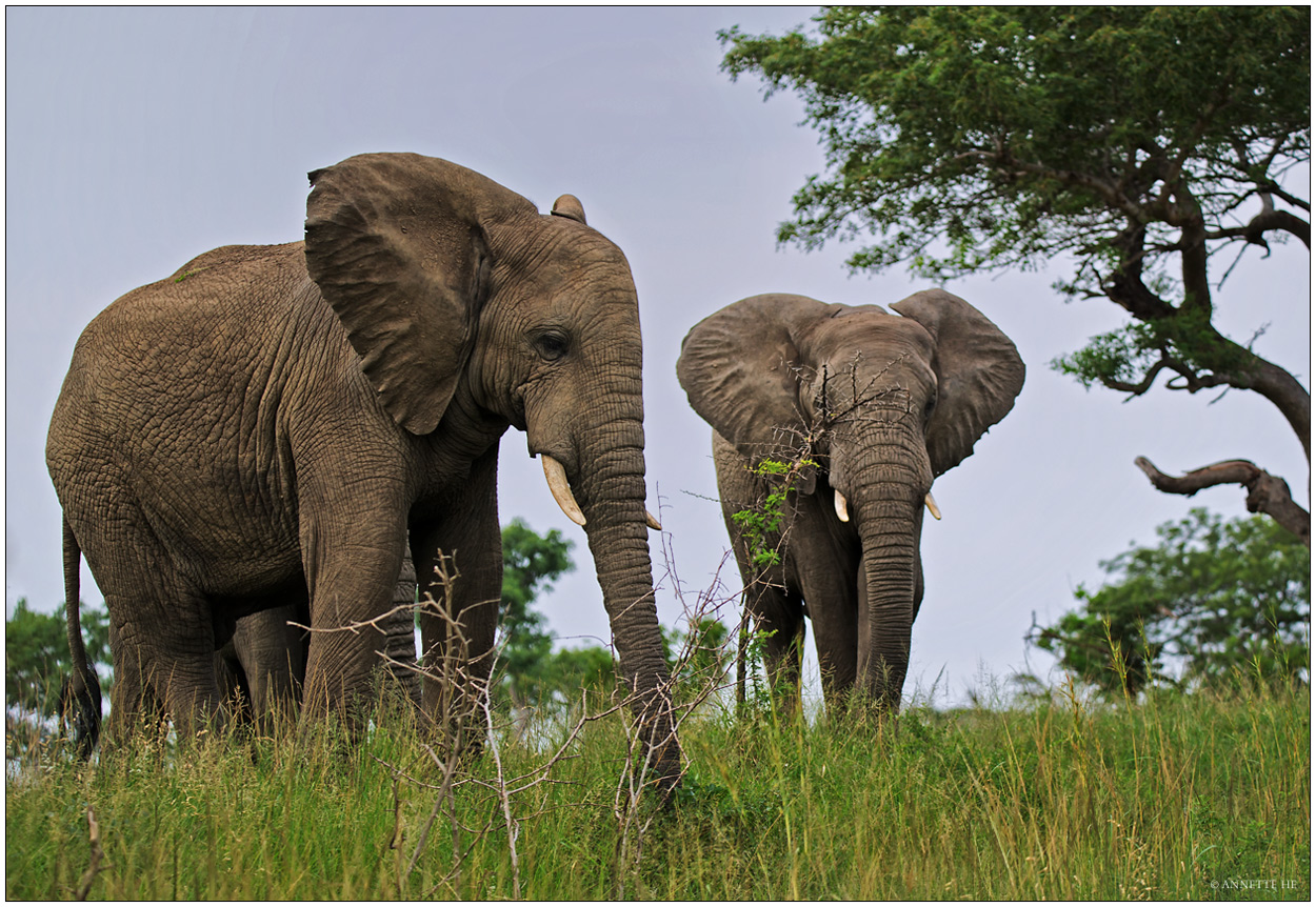 Hluhluwe-Imfolozi Game Reserve