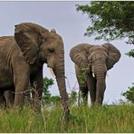 Hluhluwe-Imfolozi Game Reserve