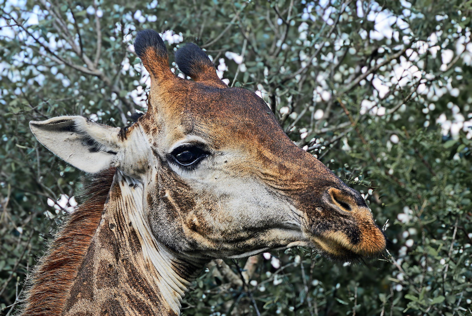 Hluhluwe National Park