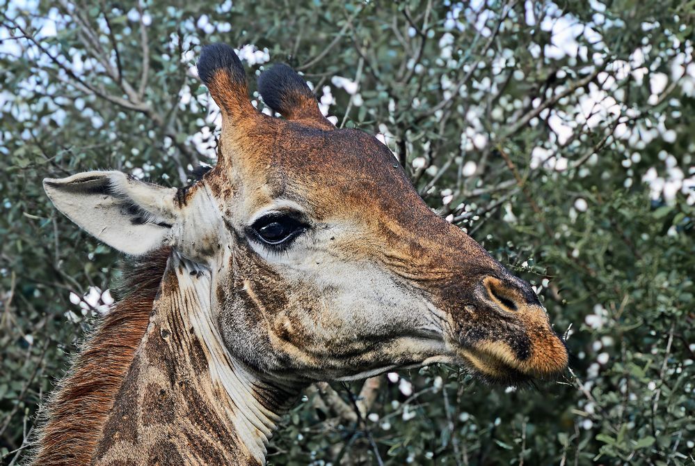 Hluhluwe National Park