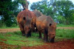 Hluhluwe Nationalpark