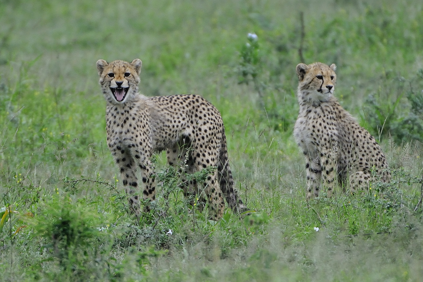 hluhluwe NP South Africa_4