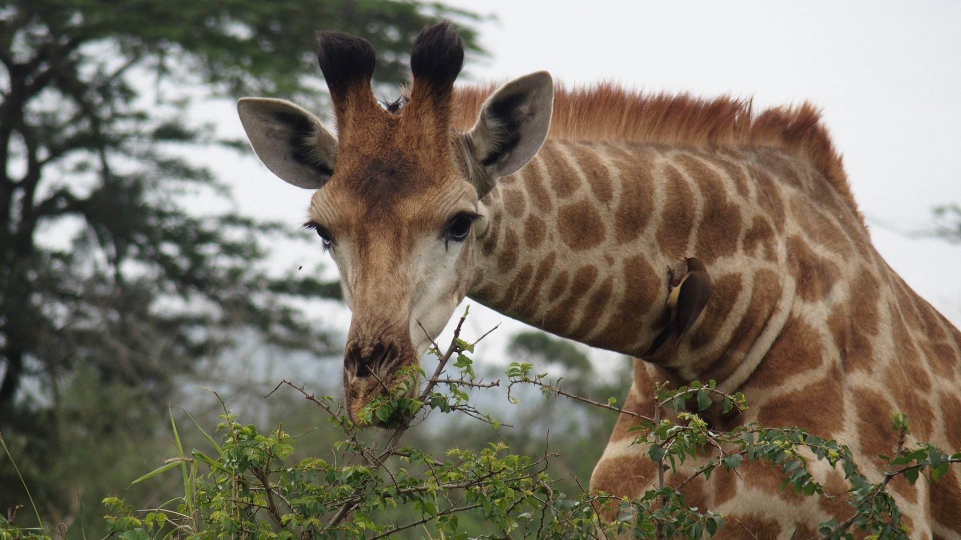 Hluwehluwe Giraffe mit Madenpicker