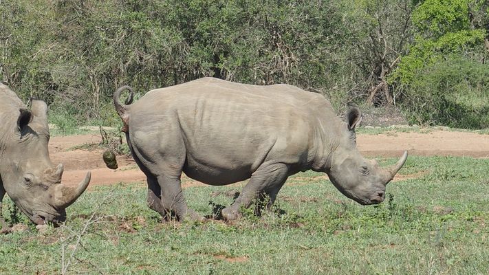 Hluwehluwe Nashörner