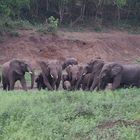 Hluwehluwe Nationalpark Elefantengruppe