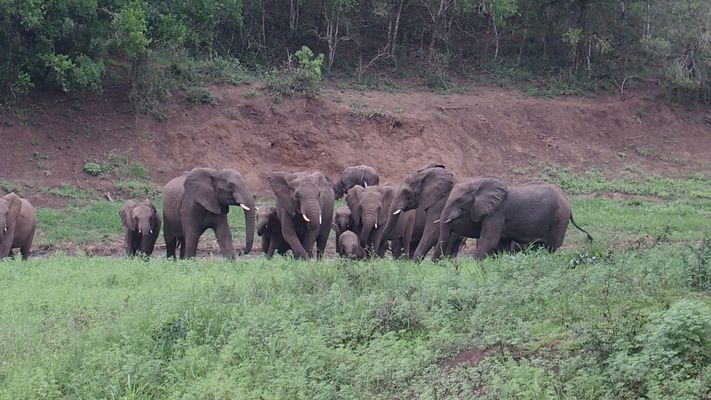 Hluwehluwe Nationalpark Elefantengruppe