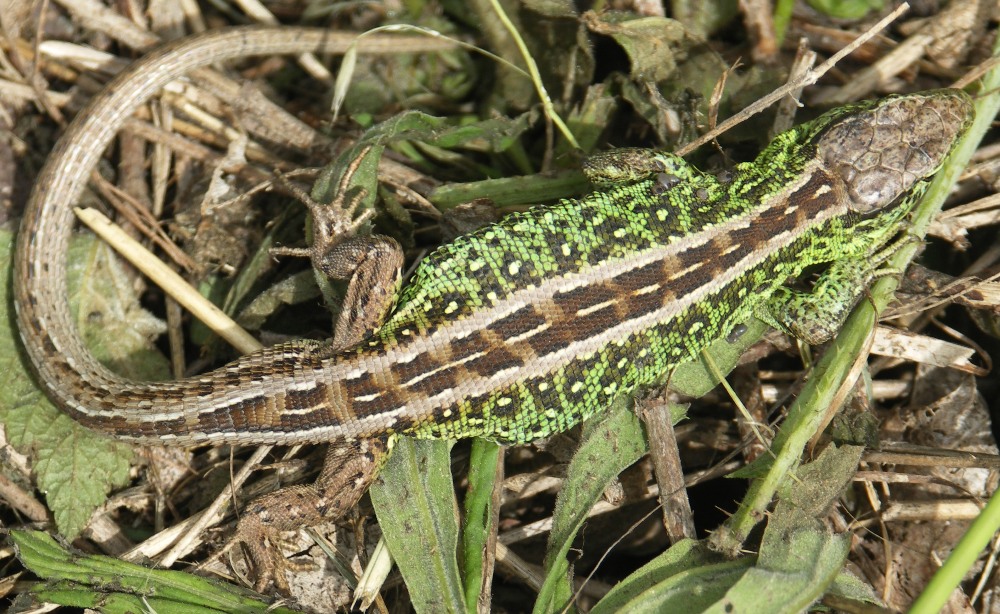 hm... für ein krokodil zu klein...