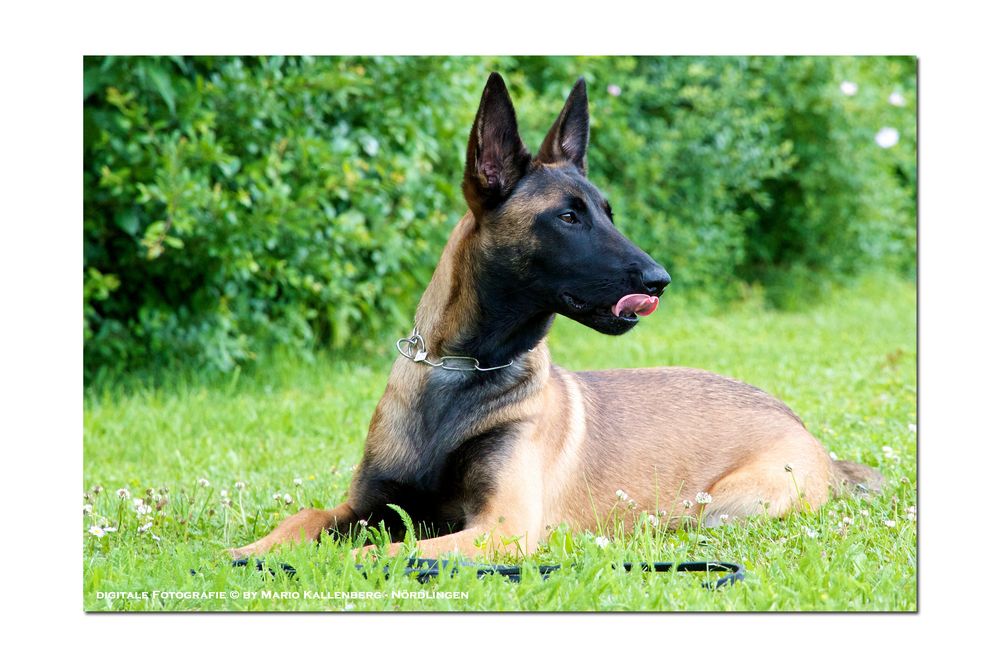 Hm, lecker… Foto & Bild tiere, haustiere, hunde Bilder auf