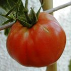 Hm lecker eine eigene Tomate