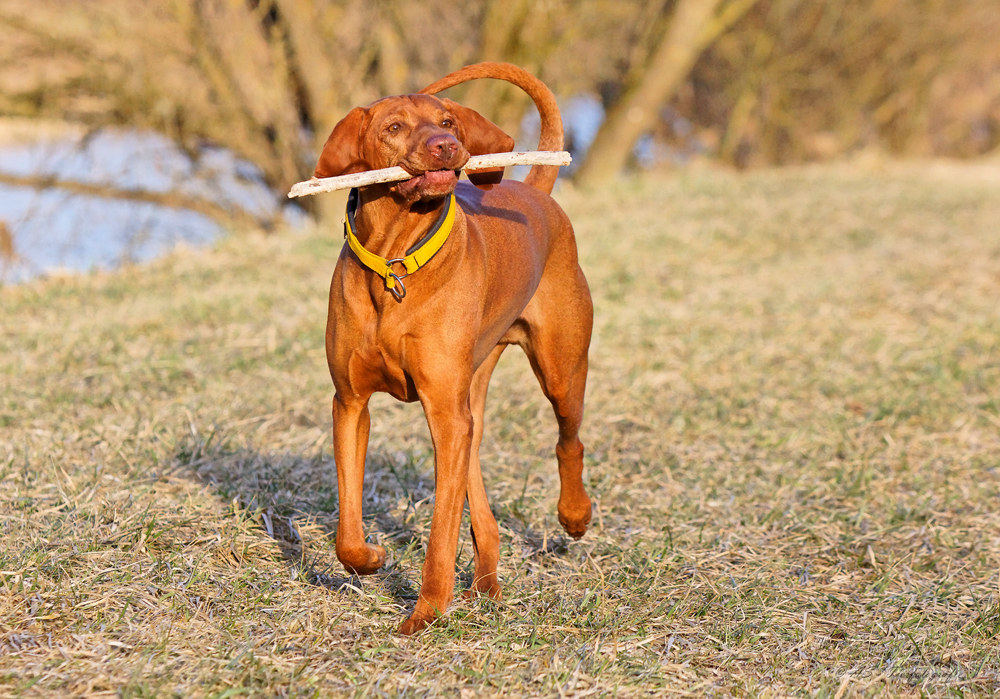 Hm, mein Stöckchen....