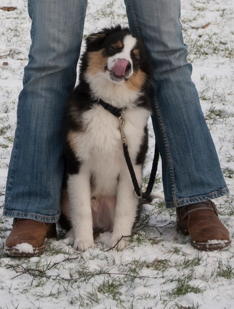 hm, schmeckt gut Foto & Bild tiere, haustiere, hunde Bilder auf