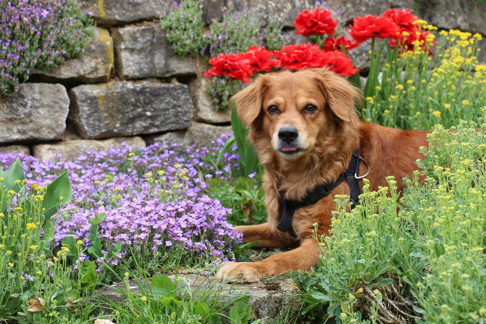 Hm, wie das riecht Foto & Bild tiere, haustiere, hunde Bilder auf