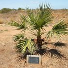 ..HMAS Sydney II Memorial Avenue 2..