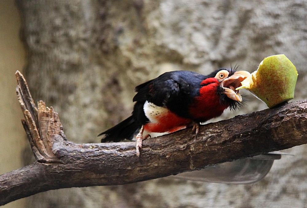 Hmm - die Birne ist aber lecker!