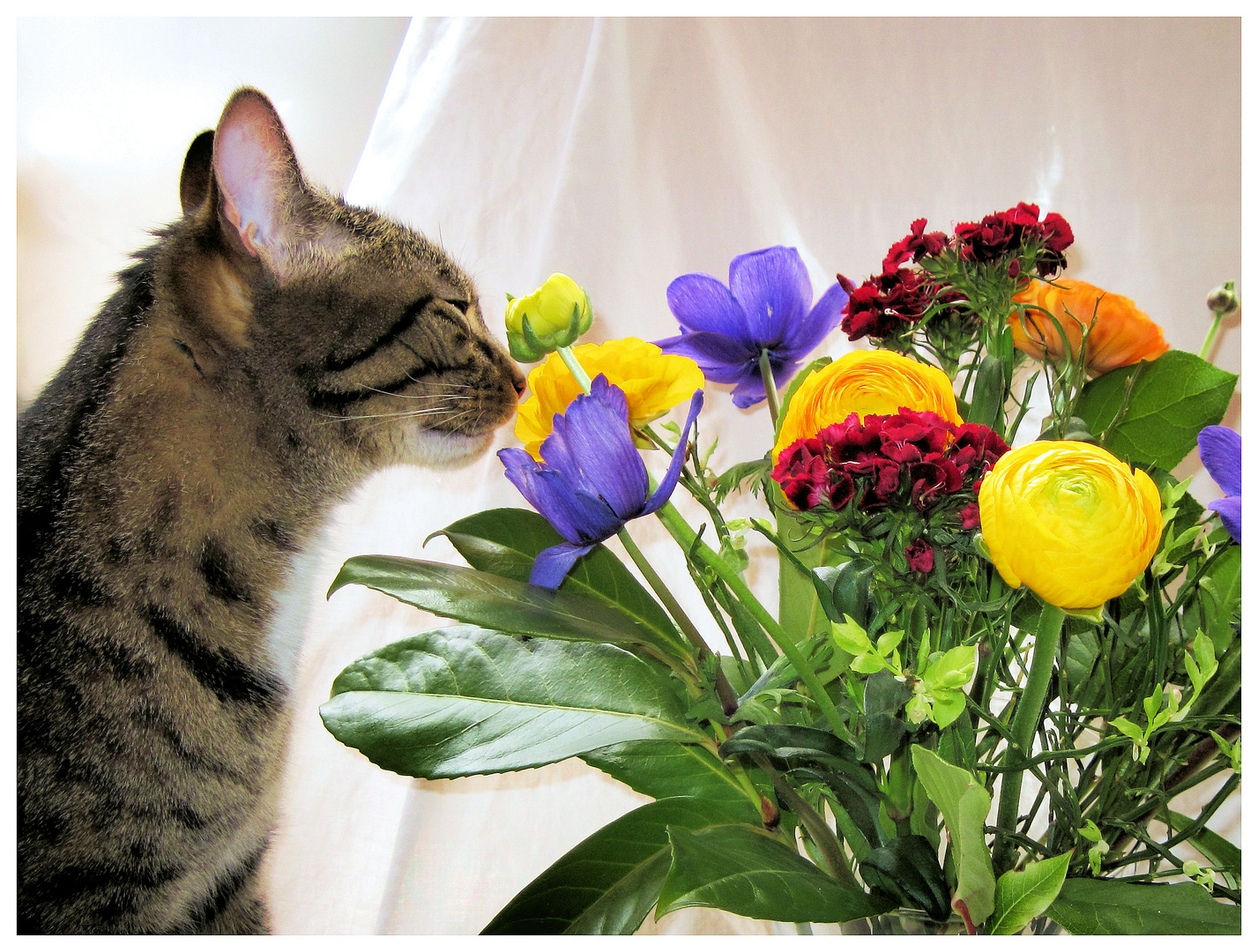 hmm die riechen gut.... Foto & Bild tiere, haustiere, katzen Bilder auf