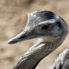 Hmm, ich Emu und du?