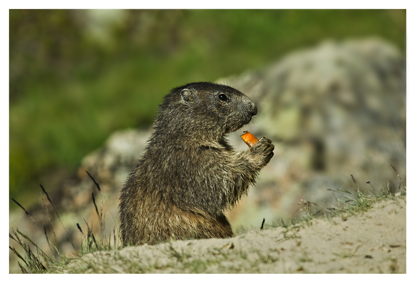 ...hmm ist das Möhrchen lecker,,,,