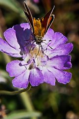 Hmm ist der Scabiosensaft lecker