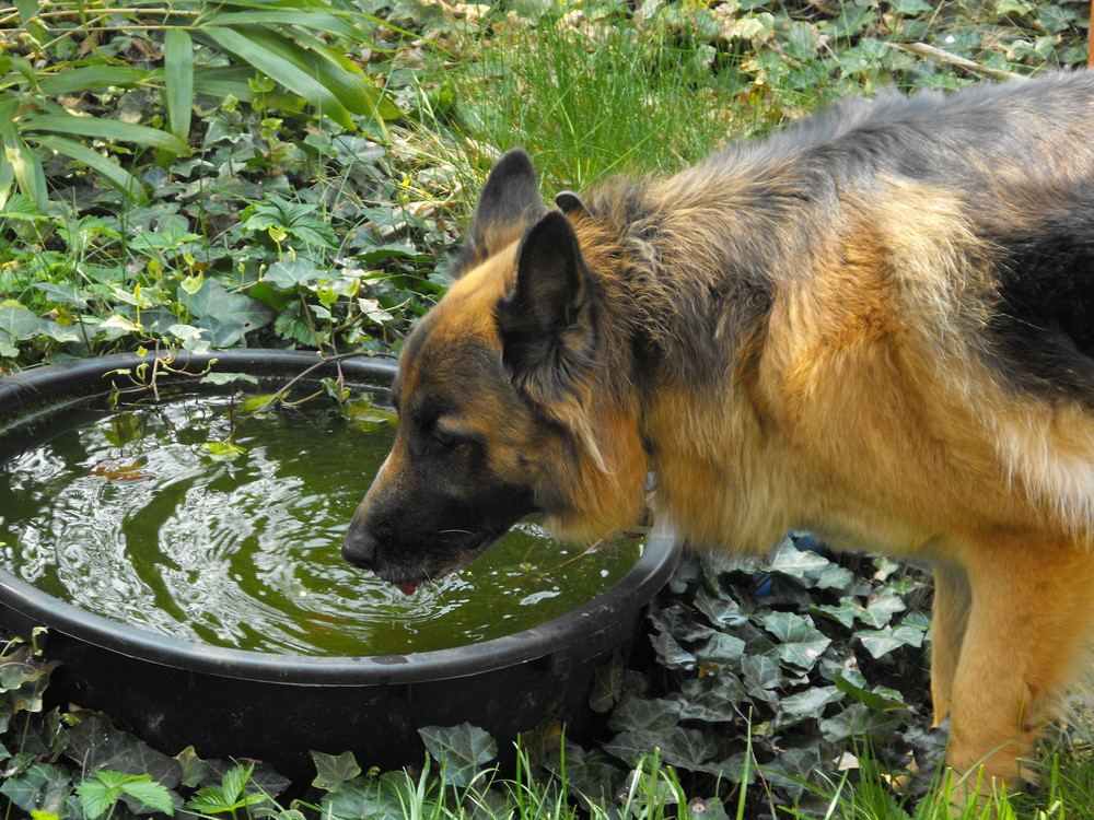 Hmm, lecker. Hat das Wasser Waldmeister-Geschmack?