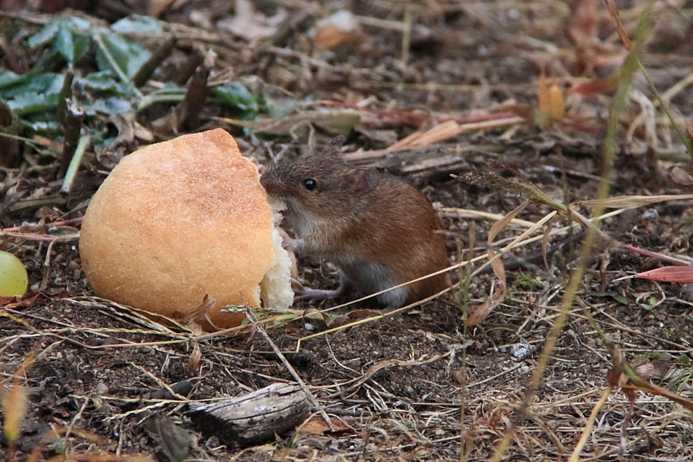 Hmm - lecker, lecker Semmel