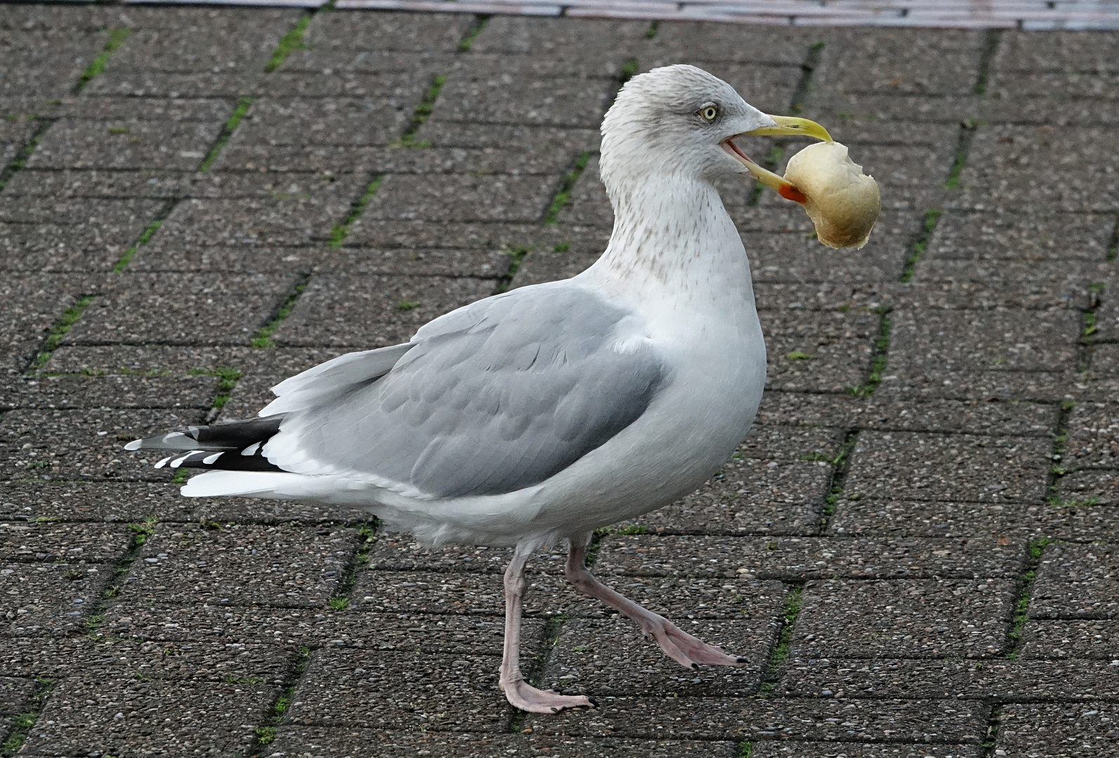 Hmm lecker vom Bäcker !