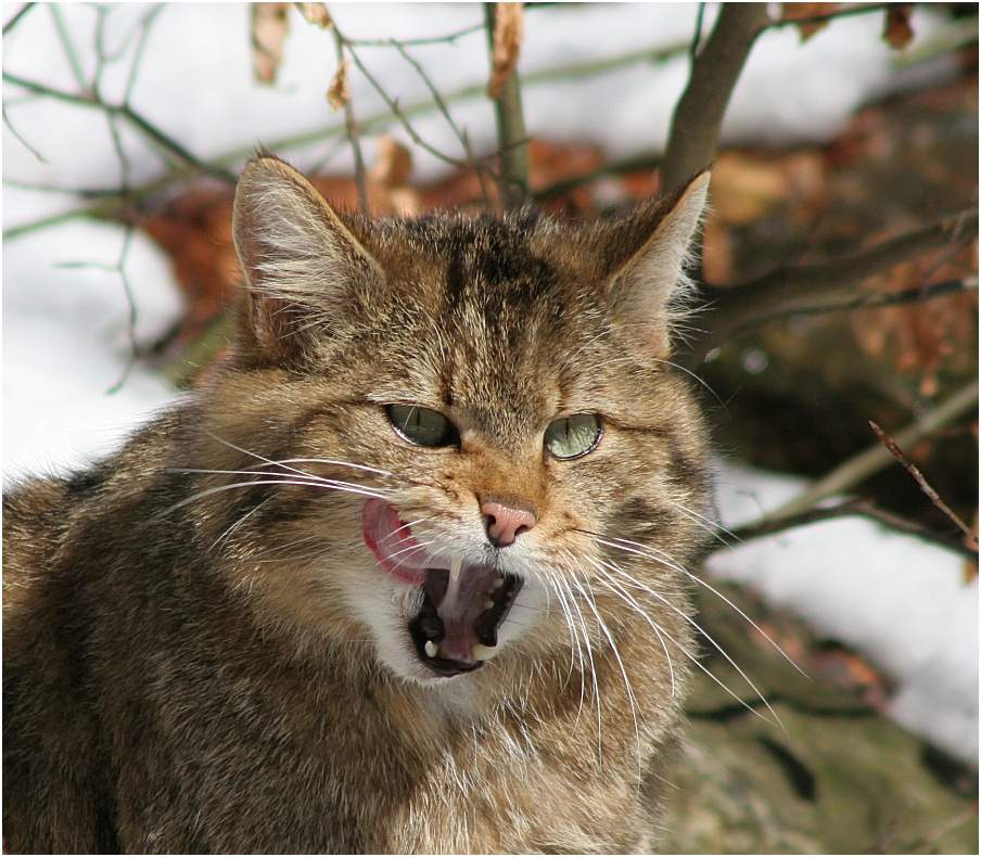 Hmm !! Lecker !! +++ Wildkatze (Nationalpark Bayerischer Wald)