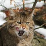 Hmm !! Lecker !! +++ Wildkatze (Nationalpark Bayerischer Wald)