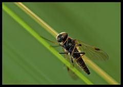 hmm... Schnepfenfliege