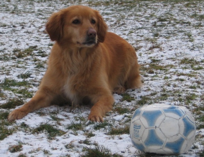 Hmm... wann kommt endlich jemand und schießt den Ball????